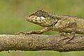 Elliot’s Forest Lizard (Calotes ellioti) by Sandeep Das
