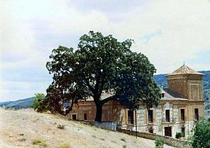 Oak outside the palacio in Ambite