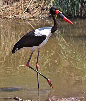 Ephippiorhynchus senegalensis -Kruger National Park, Limpopo, South Africa-8.jpg