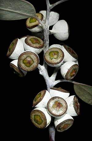 Eucalyptus campaspe - Flickr - Kevin Thiele.jpg