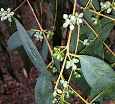 Eucalyptus cephalocarpa buds