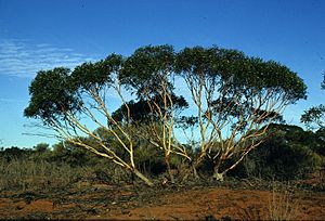 Eucalyptus eremicola.jpg
