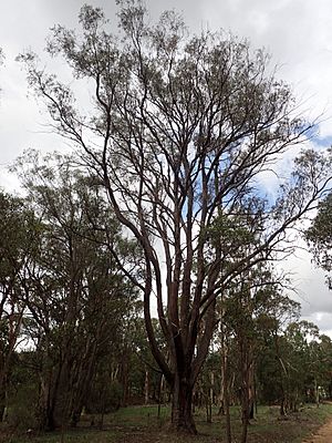 Eucalyptus youmanii.jpg