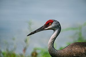 Florida sandhill crane 2