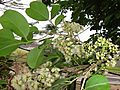 Flower of Jamblang (Syzygium cumini) 01