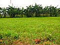 Forage Sorghum of Tamilnadu