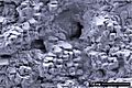 Gas Hydrate Crystals