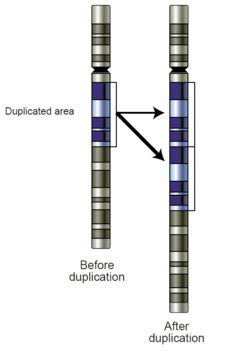 Gene-duplication