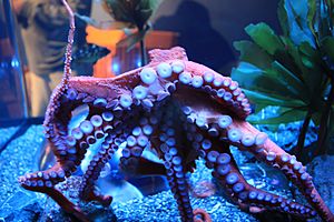 Giant Pacific Octopus (Octopus dofleini) (7007259144)