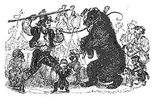Grizzly Bear, Tower Menaggerie, 1829
