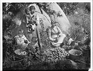 Group of Yokut Indian women and children preparing peaches, Tule River Reservation near Porterville, ca.1900 (CHS-3795)