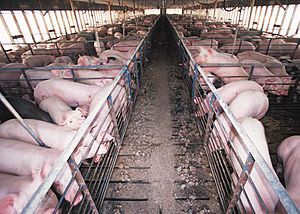 Hog confinement barn interior