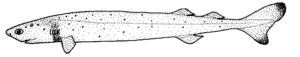 Isistius brasiliensis (Cookiecutter shark).gif