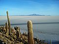 Isla Del Pescado, Salar De Uyuni, Bolivia (14289304652)