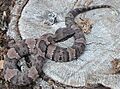 Juvenile Agkistrodon piscivorus leucostoma
