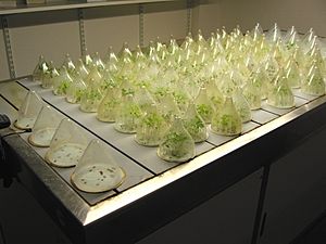 Kiemtafel (germination table)