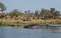 Kruger-Park-Hippo-And-Crocodile
