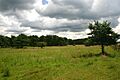 Lakenheath Warren - geograph.org.uk - 481888