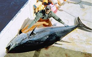 Large bluefin tuna on deck