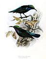 Leptocoma sericea nigriscapularis - salvadorii Keulemans