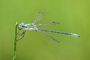 Lestes dryas male (side view) - Kulna.jpg