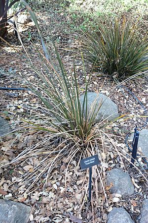 Libertia ixioides 'Taupo Blaze' - Leaning Pine Arboretum - DSC05817.JPG