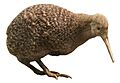 Little spotted kiwi, Apteryx owenii, Auckland War Memorial Museum white background