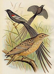 Long-tailed widowbirds showing breeding and non-breeding plumage