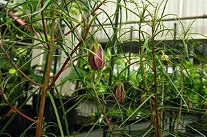 Lysimachia filifolia (5490651847).jpg