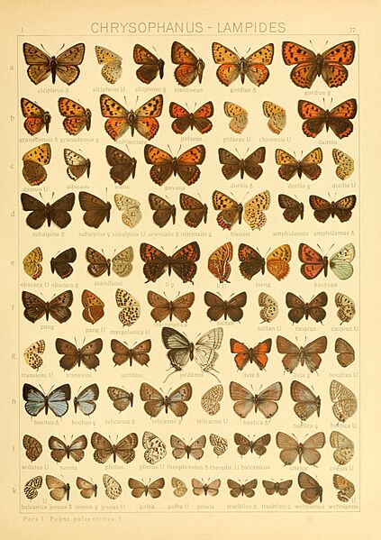 Macrolepidoptera01seitz 0161