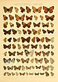 Macrolepidoptera01seitz 0161