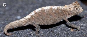 Male Brookesia confidens from Ankarana.png