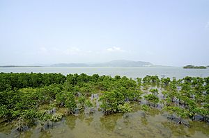 Mangrove of Rhizophoraceaes