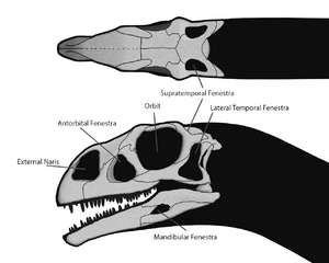 Massospondylus Skull Steveoc 86