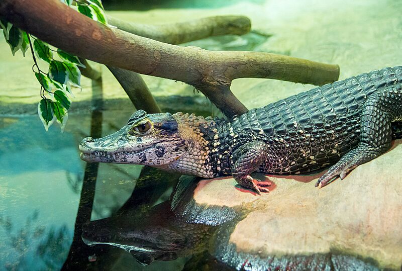 Melanosuchus niger in Moscow zoo