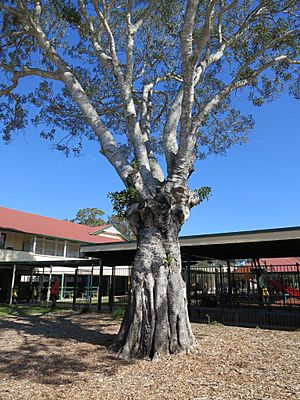 Morayfield State School - Moreton Bay Fig (2014)