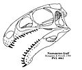 Noasaurus hypothetical skull Headden