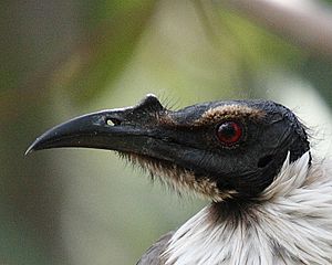 Noisy friarbird closeup