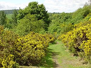 Old Drovers Path at Cotkerse