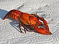 Orconectes limosus-cooked-Kamberkrebs