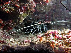 Palinuridae - Panulirus versicolor (Painted Spiny Lobster)