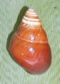 Partulina variabilis 2