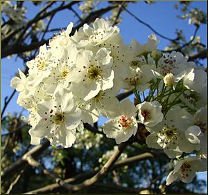 Peach Blossoms, ESRI 3-24-13 (8594862119)