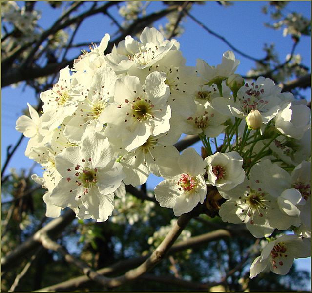 Peach Blossoms, ESRI 3-24-13 (8594862119)
