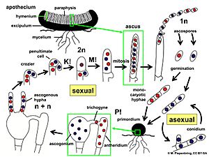 Pezizales, Ascomycota Life Cycle