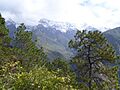 Pinus yunnanensis Yulongxueshan