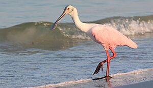 Platalea ajaja (Roseate Spoonbill) 38.jpg