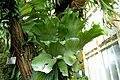 Platycerium angolense - Wilhelma Zoo - Stuttgart, Germany - DSC02037