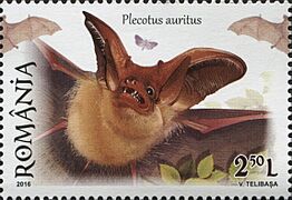 Plecotus auritus 2016 stamp of Romania