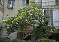 Plumeria-tree-Tel-Aviv-ZE-MK-1